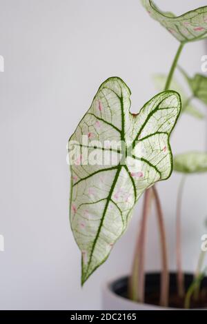 Tasto alto e primo piano di una stella di mirtilli rossi di caladium. Hanno foglie bianche con punti rosa e venature verdi. Foto Stock