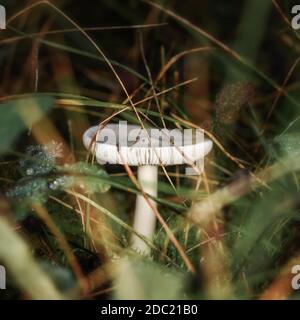 funghi nella foresta in erba da vicino in ambiente naturale Foto Stock