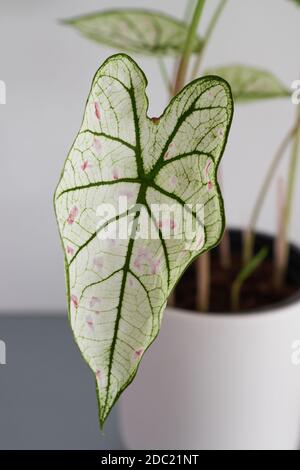 Tasto alto e primo piano di una stella di mirtilli rossi di caladium. Hanno foglie bianche con punti rosa e venature verdi. Foto Stock