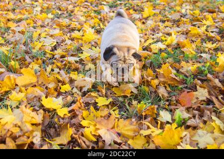 Un cane della razza pug cammina in autunno parcheggio Foto Stock