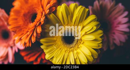 Bouquet di gerbere di diversi colori su sfondo nero. Foto Stock