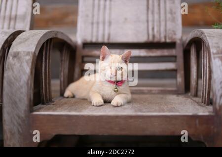 Gatto ferito con un occhio sdraiato su sedia di legno. Foto Stock