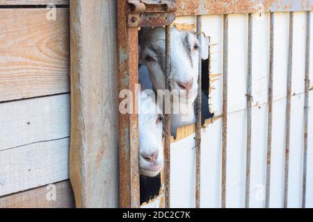 Due giovani capre che sbucciano da un buco nel penna Foto Stock