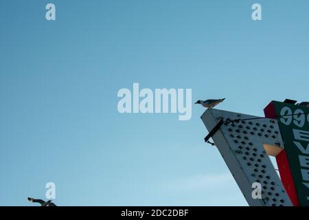 Un gabbiano appollaiato in cima a un vecchio cartello marchese Foto Stock