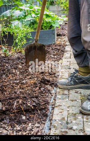 Pacciamatura del terreno con pacciame di corteccia. Concetto di giardinaggio - protezione contro le erbacce. Foto Stock