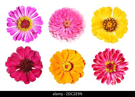 Vari fiori di zinnia dall'alto, isolati Foto Stock