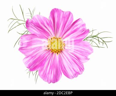 Raro fiore di cosmo bianco rosa a strisce, isolato Foto Stock