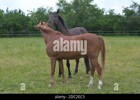 Due cavalli warmblood che giocano insieme. Stanno provando a mordere l'un l'altro giocosamente. Foto Stock