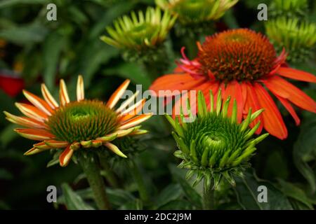 Coneflower Foto Stock