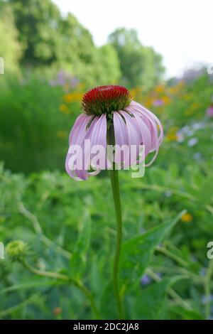 Coneflower Foto Stock