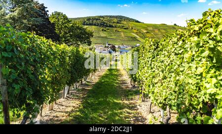 Vigneto di fronte a un villaggio vicino mosella in Traben Trabach in germania Foto Stock