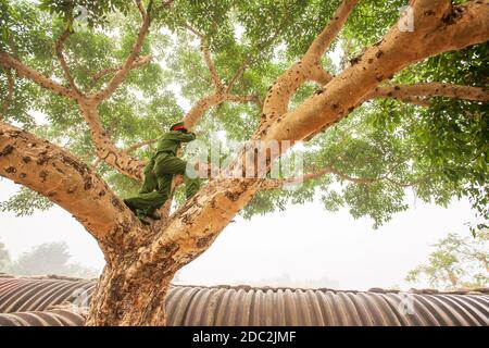 Due giovani soldati vietnamiti in piedi su rami di grande albero durante il programma di visita sito delle accademie militari vietnamite al bunker. Vietnam. Foto Stock