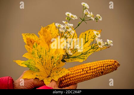 mazzo di foglie autunnali colorate con fiori e pannocchie di mais in una mano Foto Stock