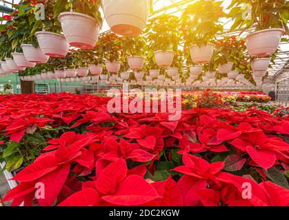 Poinsettia Natale fiori rossi. Fiore di vacanza in serra Foto Stock