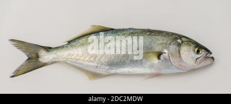 Bluefish ( latino; Pomatomus Saltatrix) isolato su bianco Foto Stock