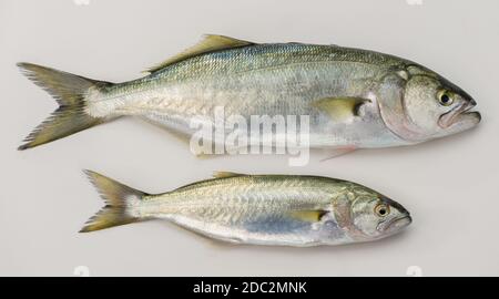 Bluefish e Baby Bluefish. (Latino; Pomatomus Saltatrix) isolato su bianco Foto Stock