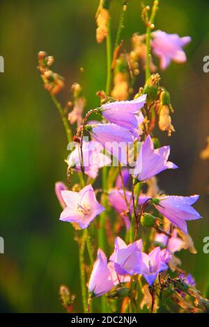 Bluebells all'alba in raggi del sole nascente. Bellissimi fiori viola delle Bluebells in sunlights. Sole di mattina. Fiori di campo all'alba. Raggi di sole cadono sul fiore Foto Stock