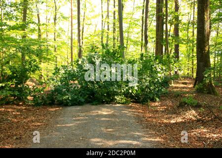 Il ramo asciutto grande cadde su un percorso della foresta nel foresta Foto Stock