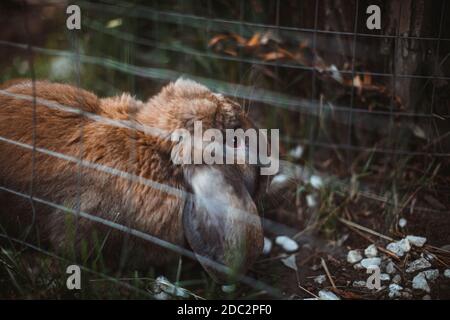 Un coniglio marrone arato di lop si trova in un paddock all'aperto in una fattoria. Foto Stock