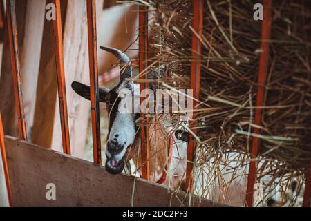 Una capra cornuta di mottley guarda attraverso la grata della penna. Tenendo animali in fattoria. Contatta lo zoo. Foto Stock