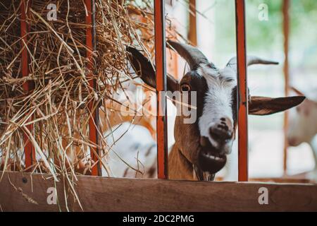 Una capra cornuta di mottley guarda attraverso la grata della penna. Tenendo animali in fattoria. Contatta lo zoo. Foto Stock