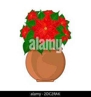 Poinsettia natale rosso in vaso isolato su sfondo bianco. Fiore con foglie e petali rossi in vaso di ceramica. Vista dall'alto della stella di Natale. Vettore Illustrazione Vettoriale