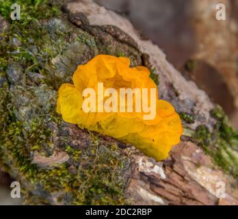 Primo piano di un fungo giallo di Tremella mesenterica che cresce su un tronco di albero Foto Stock