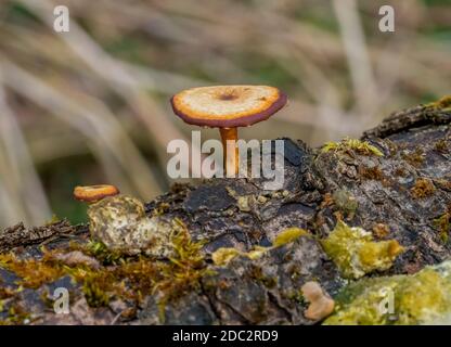 primo piano di funghi naturali che crescono su un tronco di albero Foto Stock