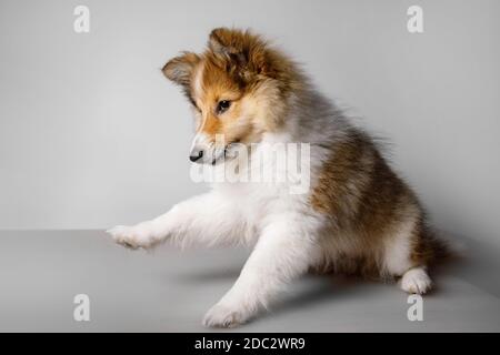 Shetland Sheepdog che gioca su sfondo grigio Foto Stock