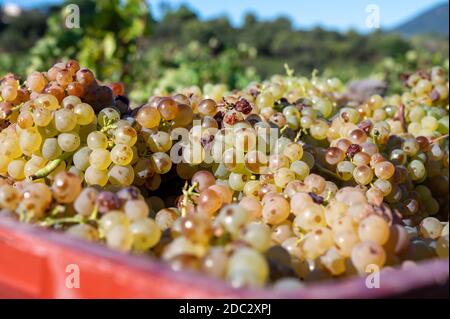 Avvio del processo di vinificazione, vendemmia di uve bianche Vermentino o Rolle su vigneti nelle Cotes de Provence, regione Provence, a sud della Francia c Foto Stock