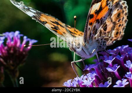 Intorno al Regno Unito - Farfalle britanniche - Painted Lady & Pavone Foto Stock