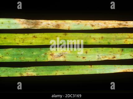 Macchie fogliari (Cochliobolus sativus o Bipolaris sorokiniana) malattie fungine lesioni su erba (Agrostis sp.) foglie Foto Stock