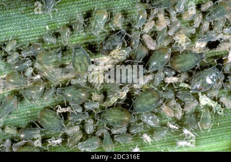 Afidi di ciliegia di uccello (Rhopalosiphum padi) infestazione di pesti di suzione di pianta a tutte le fasi tranne gli alati su una foglia di mais / mais Foto Stock