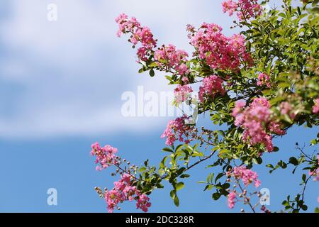 Myrtle crepe isolato su uno sfondo sfocato Foto Stock