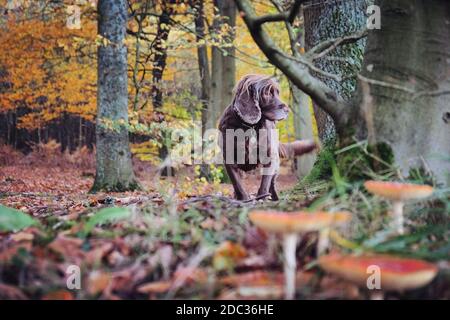 Un cocker spaniel marrone cioccolato si trovava tra le funghi bianchi macchiati rossi 'fly agaric' funghi in bosco Foto Stock