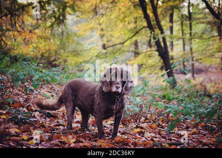 Un marrone cioccolato che lavora cocker spaniel autunnal bosco Foto Stock