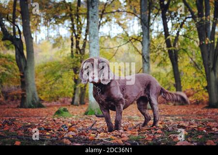 Un marrone cioccolato che lavora cocker spaniel autunnal bosco Foto Stock