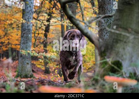 Un cocker spaniel marrone cioccolato si trovava tra le funghi bianchi macchiati rossi 'fly agaric' funghi in bosco Foto Stock