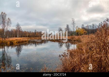 Palude nel Nord in autunno Foto Stock