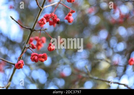 Primo piano di bacche rosse di Euonymus latifolius o fusello a foglia larga. Famiglia di Celastraceae Foto Stock