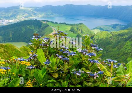 Fiori selvatici nella montagna nel lago di Sete Cidades, un cratere vulcanico lago sull'isola di Sao Miguel, Azzorre, Portogallo. Vista da Boca do Inferno Foto Stock