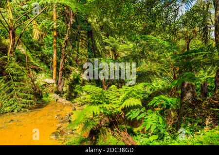 Caldeira Velha, ribeira grande, Terme naturali, Sao Miguel, Azzorre, Portogallo Foto Stock