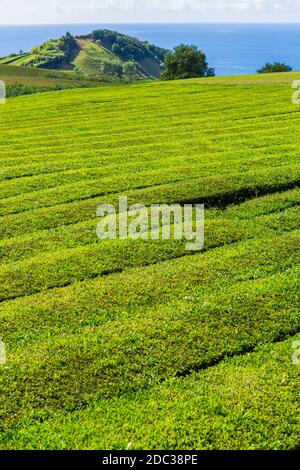 Vista sulle file delle piantagioni di tè a Gorreana. La più antica, e unica, piantagione di tè in Europa, l'isola di Sao Miguel, Azzorre, Portogallo Foto Stock