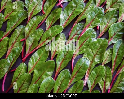 Foglie di lattuga di bietola piatte. Erba verde ancora vita. Primo piano. Foto Stock