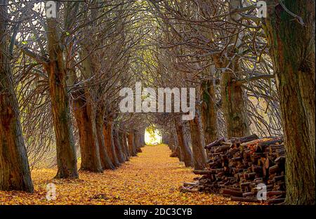 Il bel viale del tiglio conduce direttamente al Kellersee, Malente. Legno accatastato posato all'inizio del percorso. Foto Stock