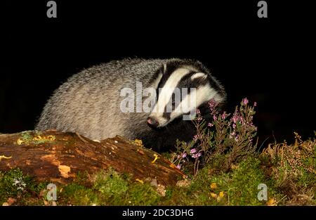 Badger, nome scientifico: Meles Meles. Selvaggio, nativo, tasso eurasiatico che invecchia di notte con erica viola e un tronco caduto. Rivolto a sinistra. Notte Foto Stock