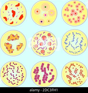 immagine stilizzata di diversi tipi di batteri al microscopio Illustrazione Vettoriale