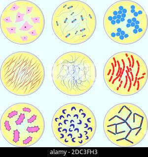 immagine stilizzata di diversi tipi di batteri al microscopio Illustrazione Vettoriale