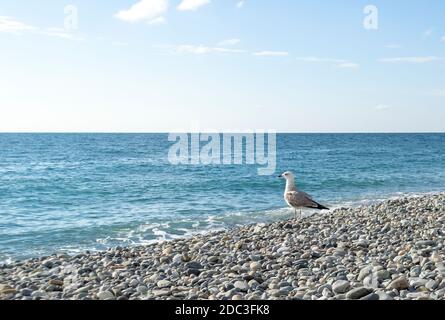 Seagull sulla riva del mare in piedi su ciottoli in sole giorno Foto Stock