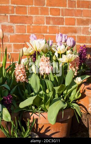 Tulip 'Exotic Emperor' (‘White Valley'), Tulipa 'Salmon Van Eijk', Hyacinthus orientalis 'Gypsy Queen' e 'Woodstock' e Tulipa ‘Candy Prince' Foto Stock